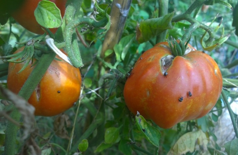 Curare le piante con la nuova legge