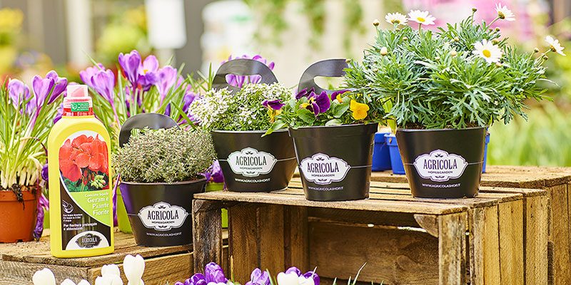 Agricola, un direttore per il garden center e nuove serre di produzione