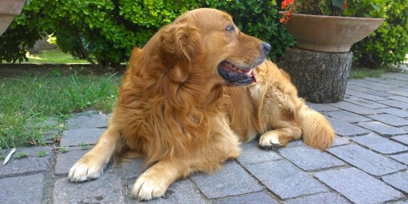 Pet Food, piace italiano e sostenibile