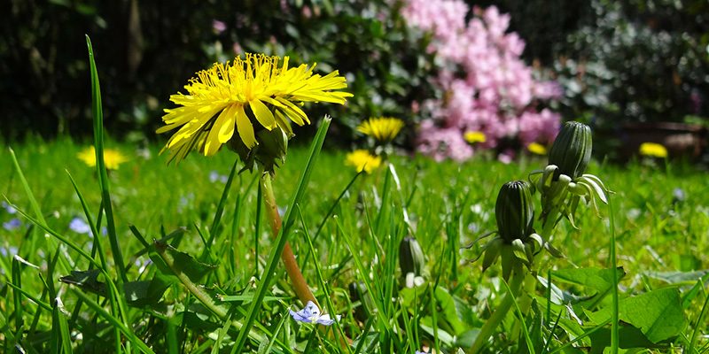Bonus verde. Per Girelli, utile a contrastare il sommerso e l’inquinamento