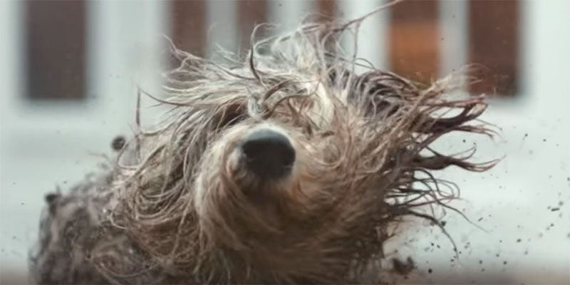 Il video della settimana. Il Cane Dulux colpisce ancora