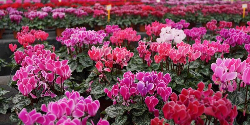 Consapevolmente verde