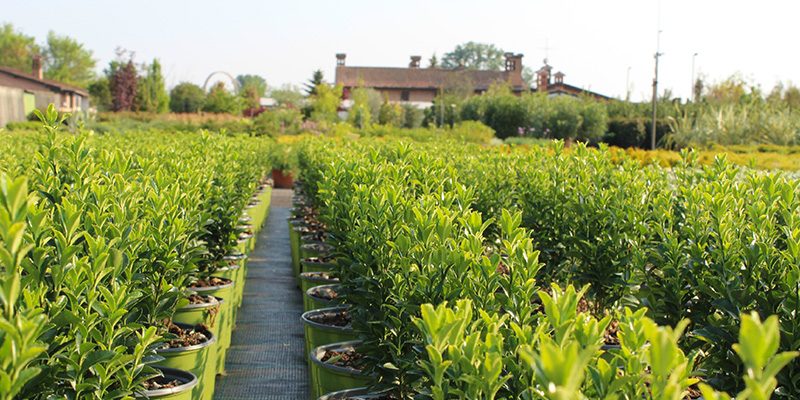 “PiANTONARIO: Coltiva il tuo senso” con Leonessa Vivai