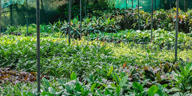 Arredare con le piante: un tocco verde di stile in casa