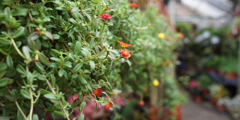 Florovivaismo: 4.2 milioni per la lotta alle fitopatie