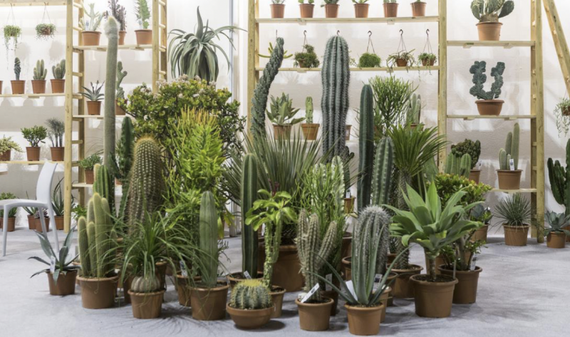 Giardinaggio in Italia, mercato in crescita