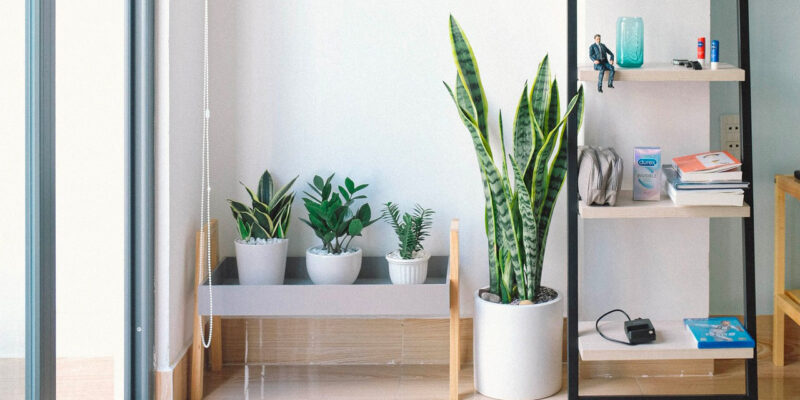 Arredare con le piante: un tocco verde di stile in casa